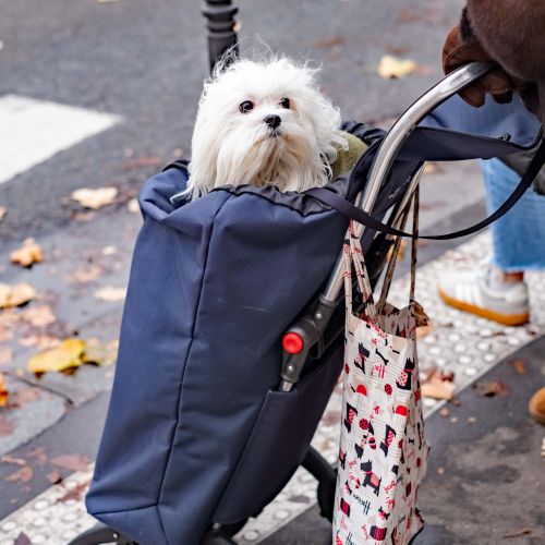 Marie Damiano